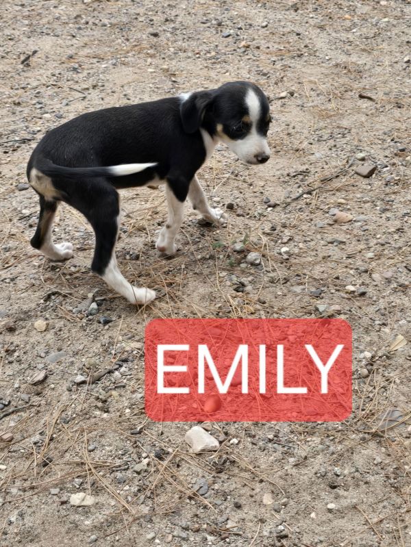Emily thumbnail 2