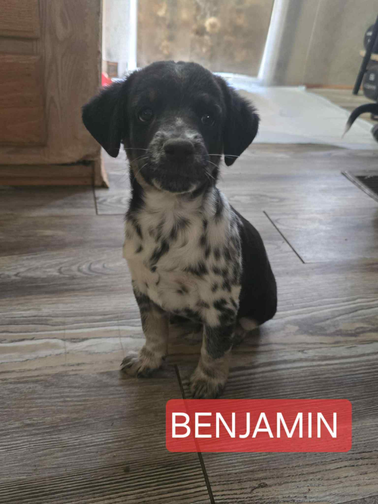 Benjamin