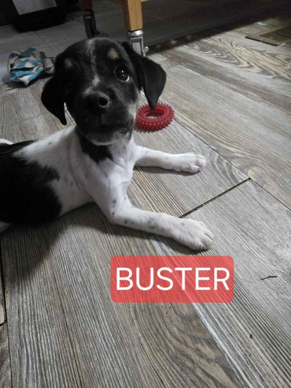 Buster