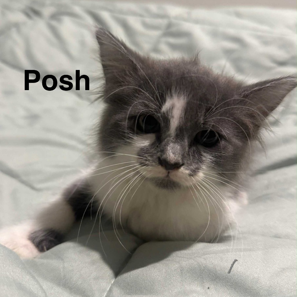 Posh