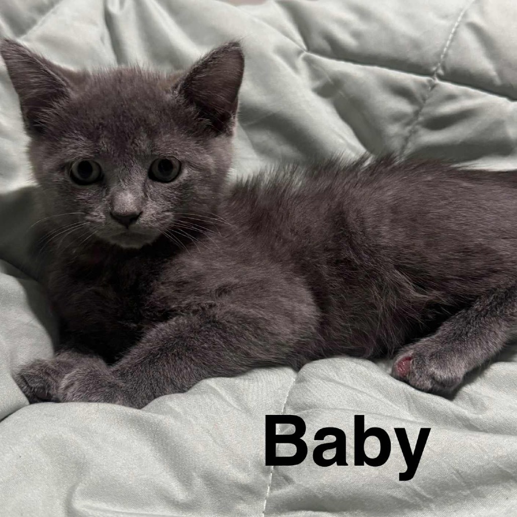 Baby