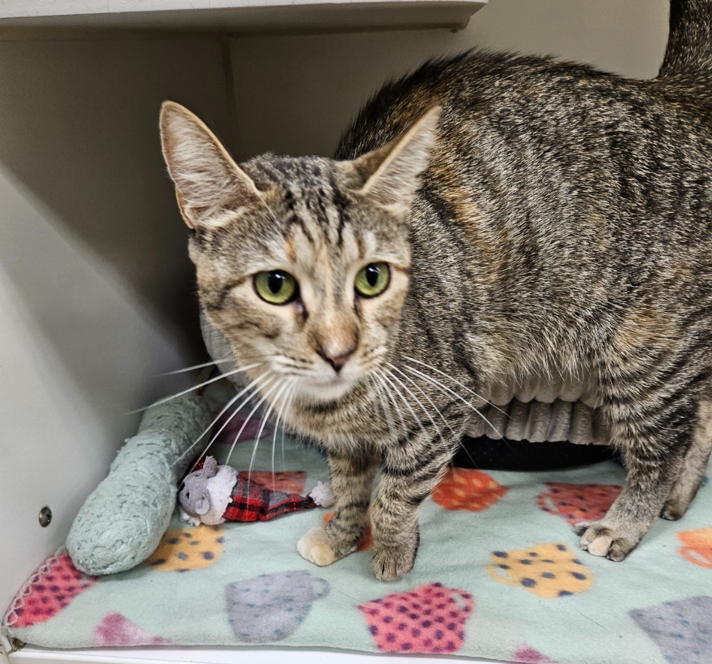 Tulip (Carroll creek)