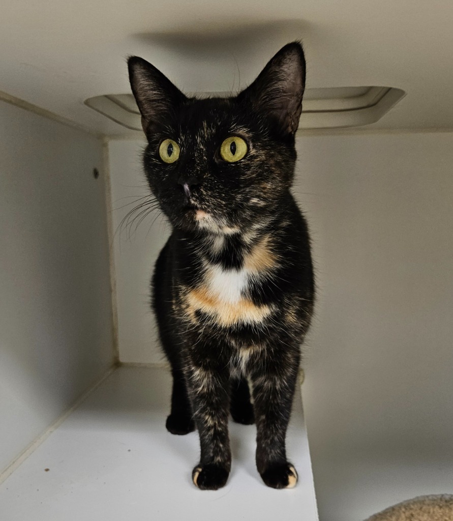 Momma (Carroll creek)