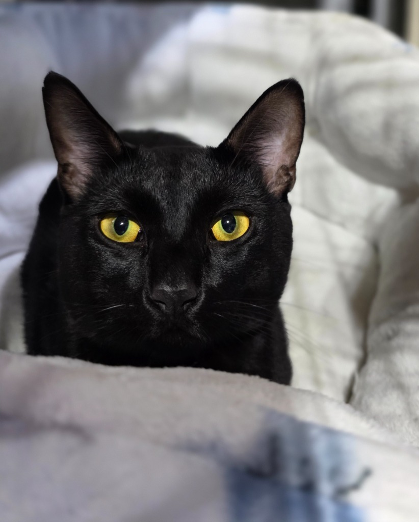 Bonez, an adoptable Domestic Short Hair in Minot, ND, 58701 | Photo Image 1