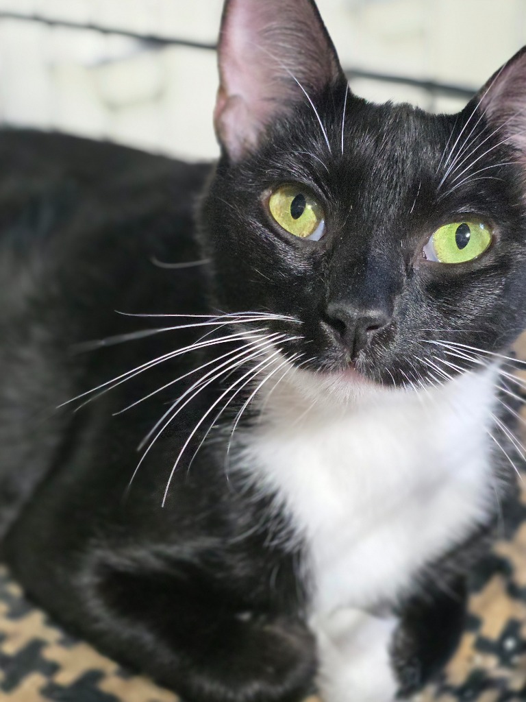 Starla, an adoptable Domestic Short Hair in Minot, ND, 58701 | Photo Image 1