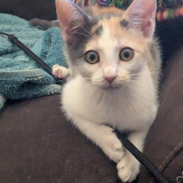Maya