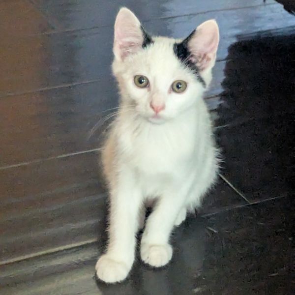 Coco
