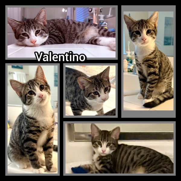 Valentino