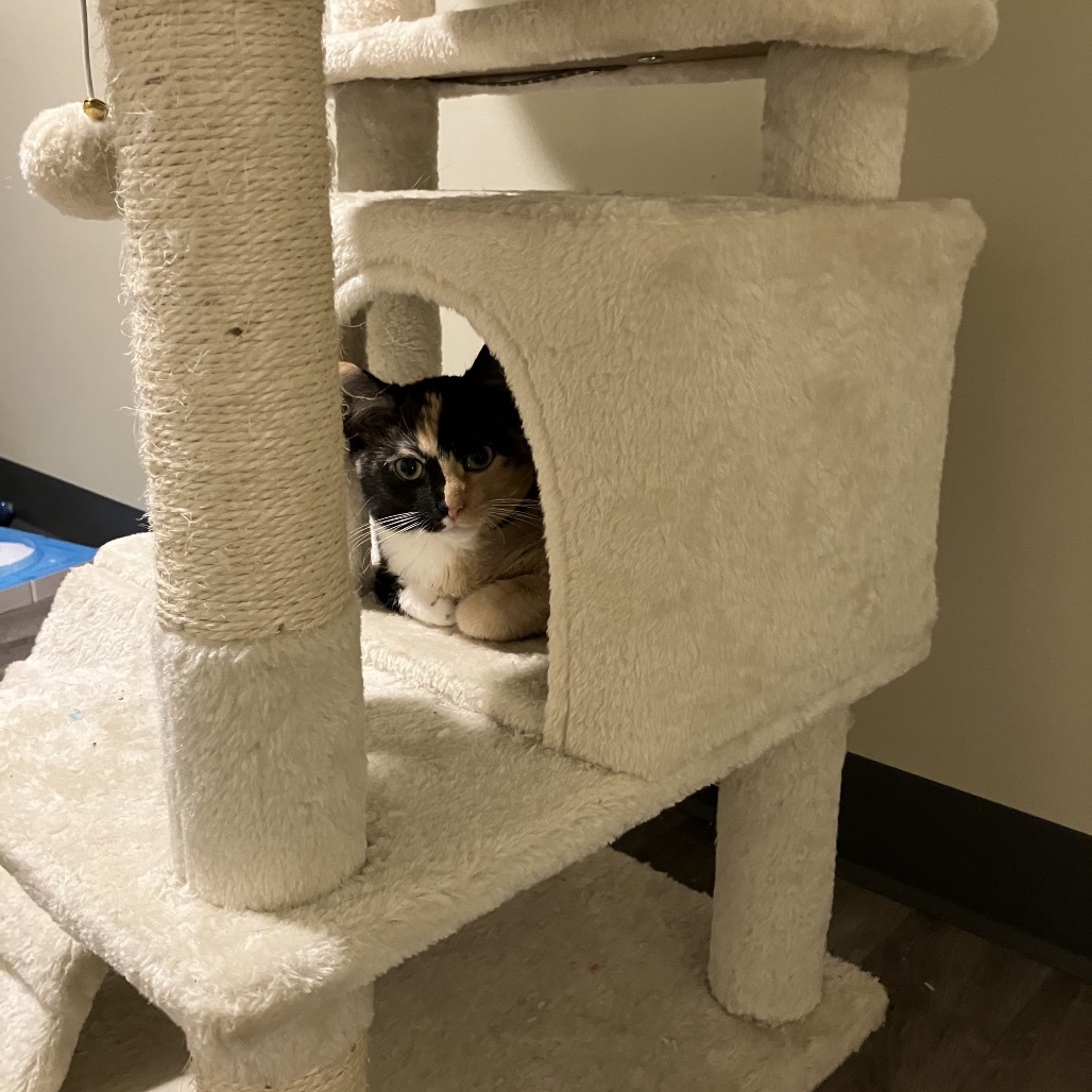 Mittens, an adoptable Domestic Medium Hair in Bismarck, ND, 58507 | Photo Image 2
