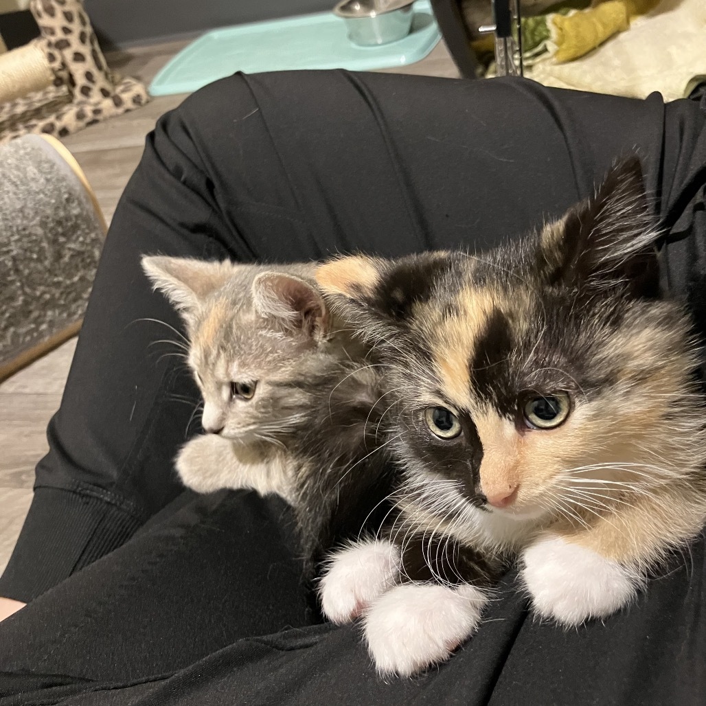 Mittens, an adoptable Domestic Medium Hair in Bismarck, ND, 58507 | Photo Image 3