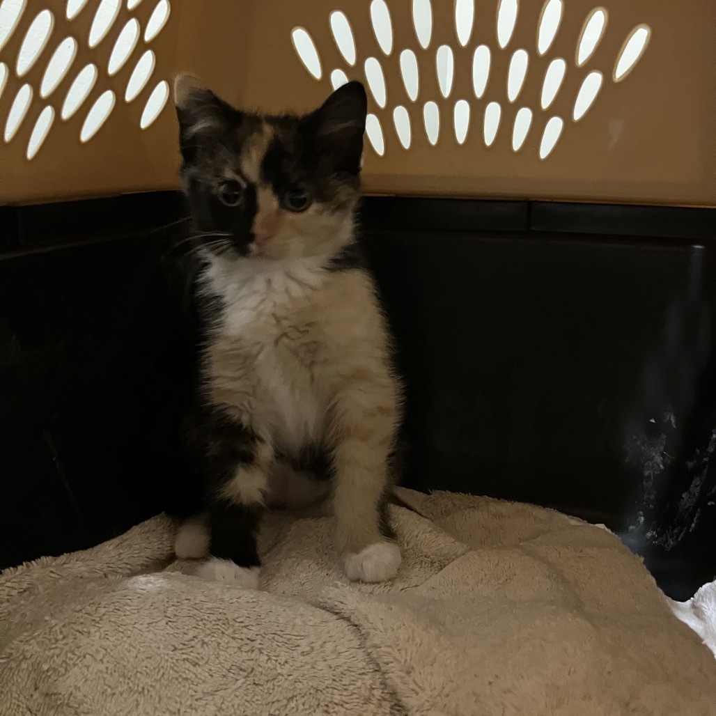 Mittens, an adoptable Domestic Medium Hair in Bismarck, ND, 58507 | Photo Image 4