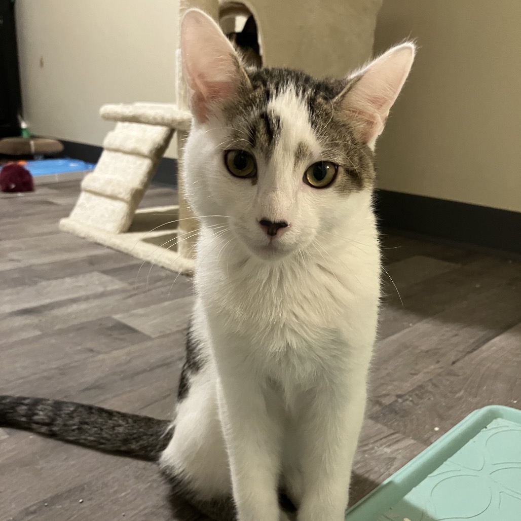 Fluffy, an adoptable Domestic Short Hair in Bismarck, ND, 58507 | Photo Image 1