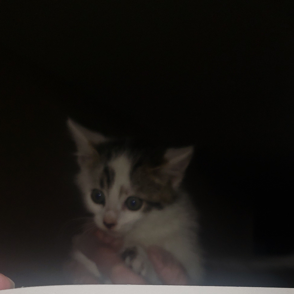 Fluffy, an adoptable Domestic Short Hair in Bismarck, ND, 58507 | Photo Image 2