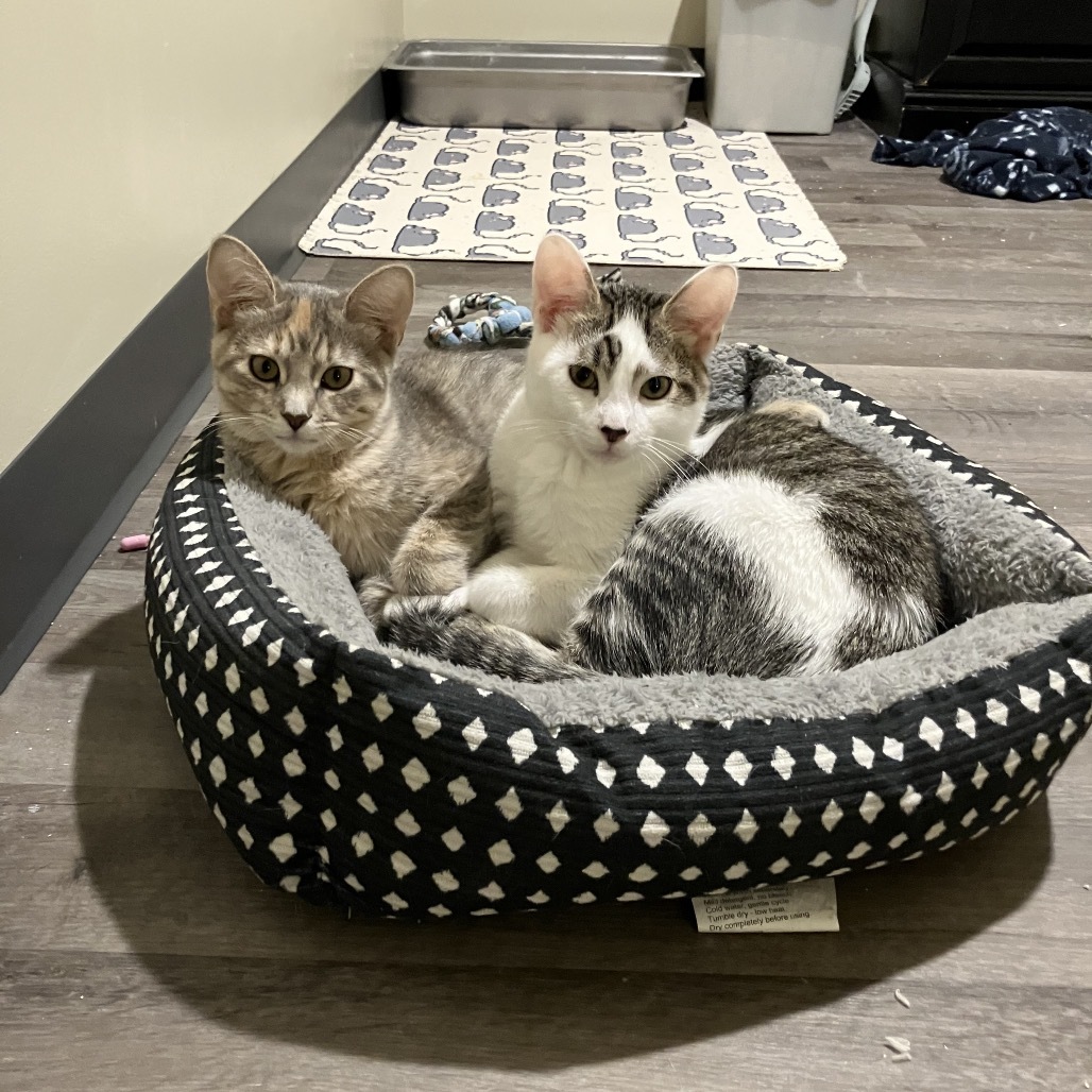 Fluffy, an adoptable Domestic Short Hair in Bismarck, ND, 58507 | Photo Image 3