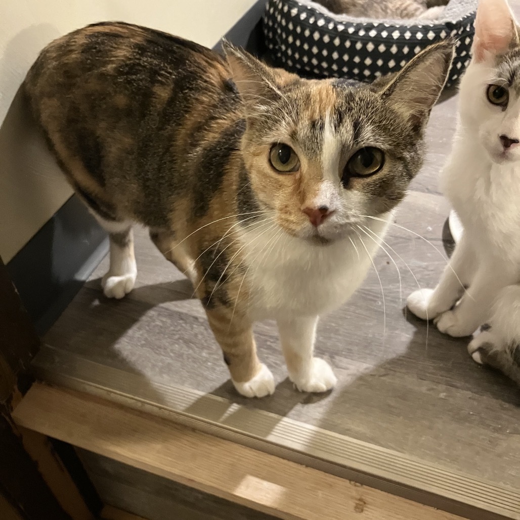 Fantasia, an adoptable Domestic Short Hair in Bismarck, ND, 58507 | Photo Image 2