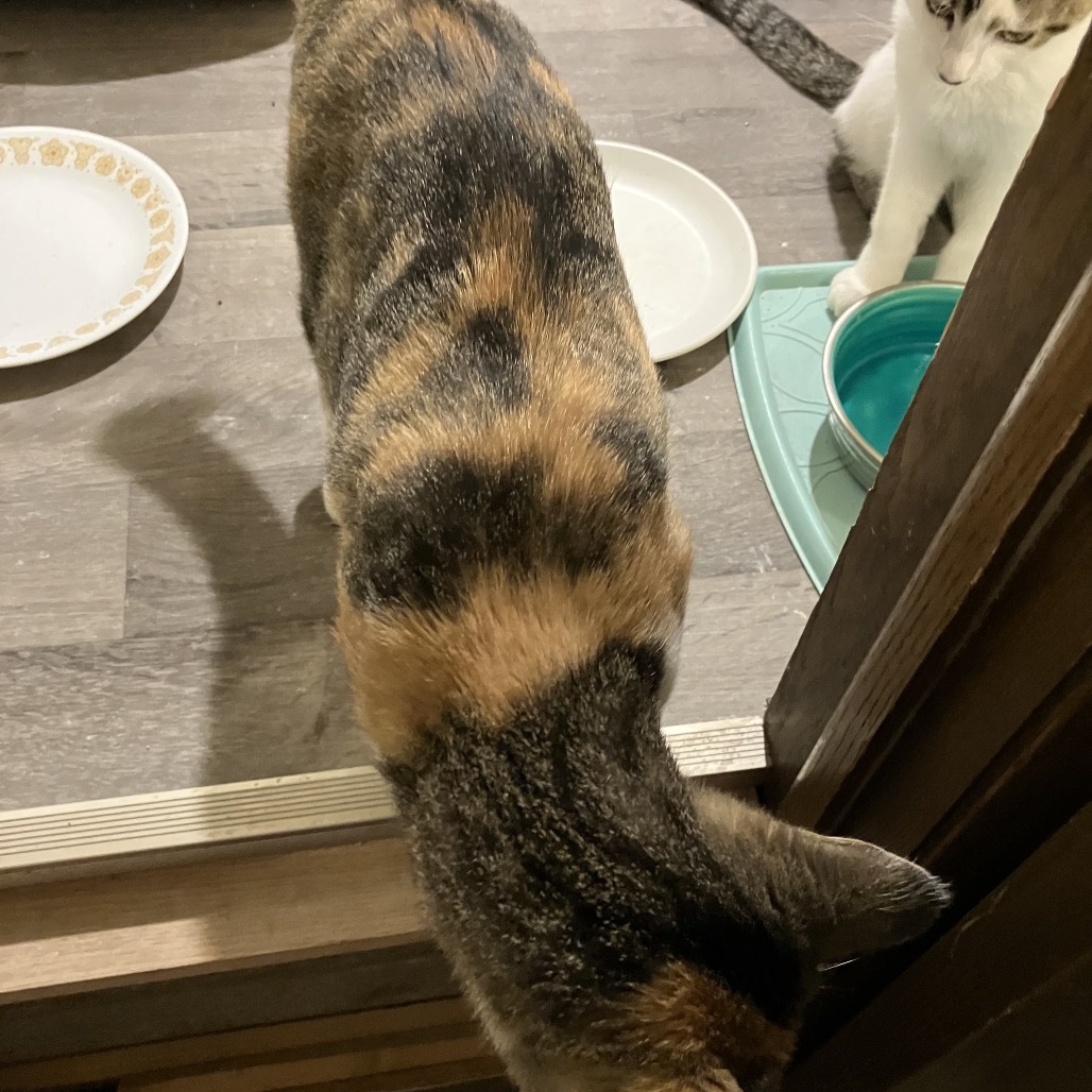 Fantasia, an adoptable Domestic Short Hair in Bismarck, ND, 58507 | Photo Image 3