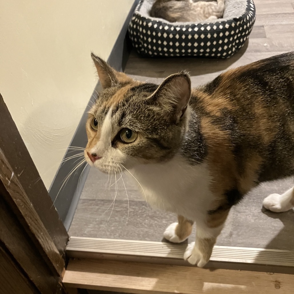 Fantasia, an adoptable Domestic Short Hair in Bismarck, ND, 58507 | Photo Image 4