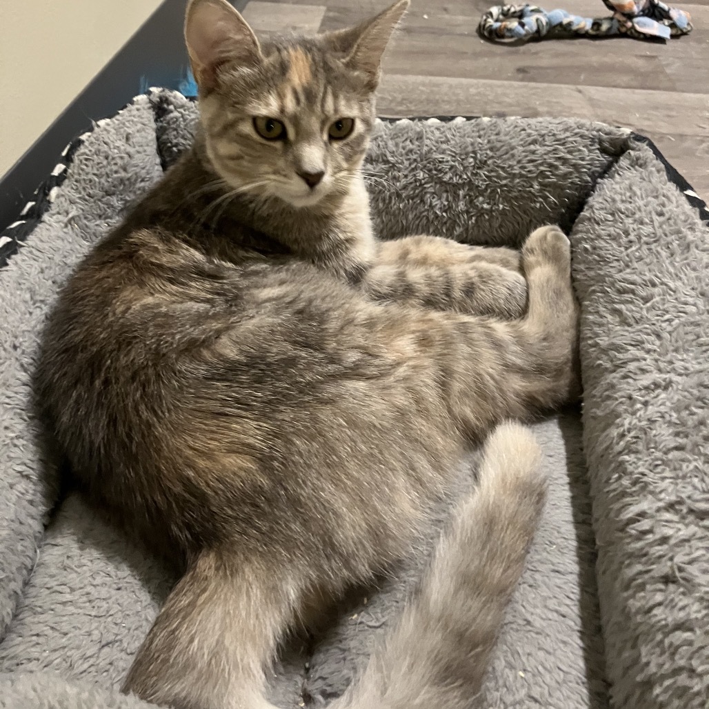 Tigie, an adoptable Domestic Short Hair in Bismarck, ND, 58507 | Photo Image 4