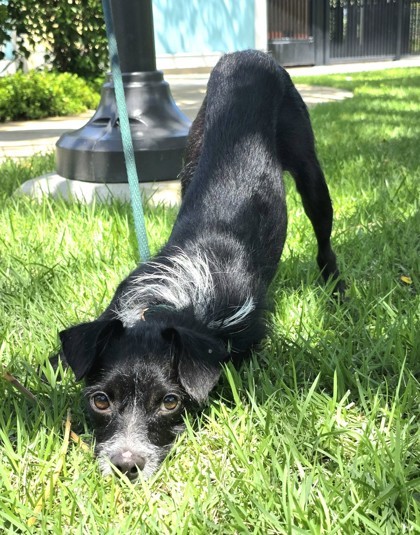 Melvin, an adoptable Terrier, Mixed Breed in Honolulu, HI, 96826 | Photo Image 1