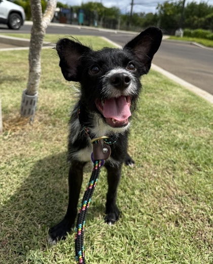 Melvin, an adoptable Terrier, Mixed Breed in Honolulu, HI, 96826 | Photo Image 1