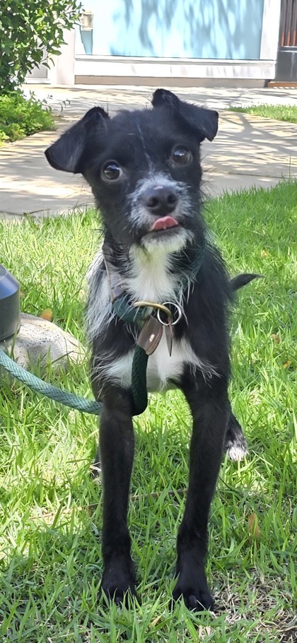Melvin, an adoptable Terrier, Mixed Breed in Honolulu, HI, 96826 | Photo Image 2