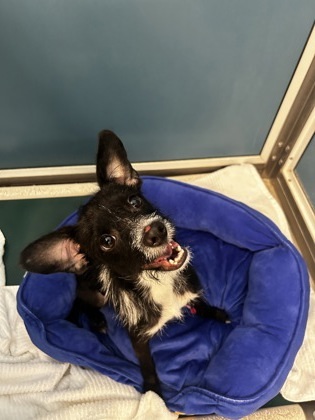 Melvin, an adoptable Terrier, Mixed Breed in Honolulu, HI, 96826 | Photo Image 3