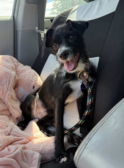 Melvin, an adoptable Terrier, Mixed Breed in Honolulu, HI, 96826 | Photo Image 3