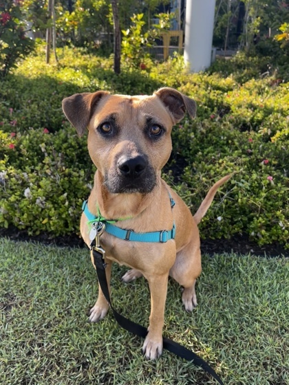 Kairos, an adoptable Black Mouth Cur, Rhodesian Ridgeback in Honolulu, HI, 96826 | Photo Image 1