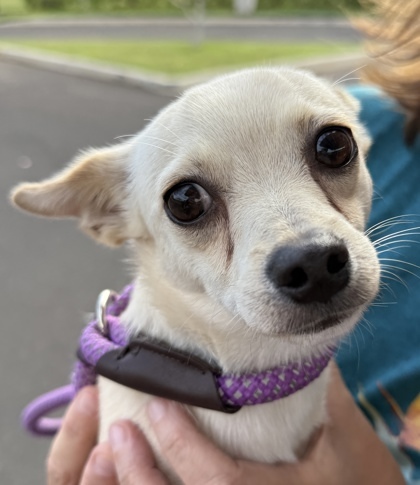 Manu, an adoptable Chihuahua, Mixed Breed in Honolulu, HI, 96826 | Photo Image 1