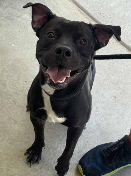 Noa, an adoptable Pit Bull Terrier, Mixed Breed in Honolulu, HI, 96826 | Photo Image 1