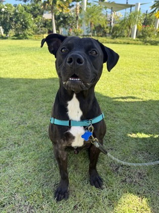 Noa, an adoptable Pit Bull Terrier, Mixed Breed in Honolulu, HI, 96826 | Photo Image 1