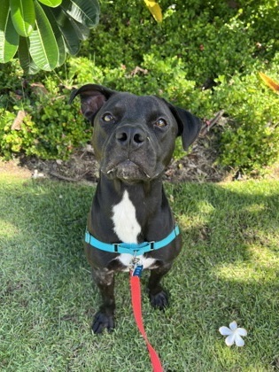 Noa, an adoptable Pit Bull Terrier, Mixed Breed in Honolulu, HI, 96826 | Photo Image 2