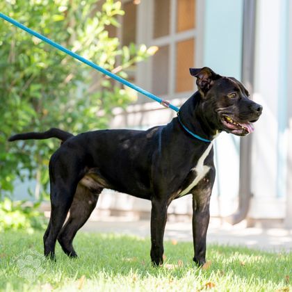 Noa, an adoptable Pit Bull Terrier, Mixed Breed in Honolulu, HI, 96826 | Photo Image 3