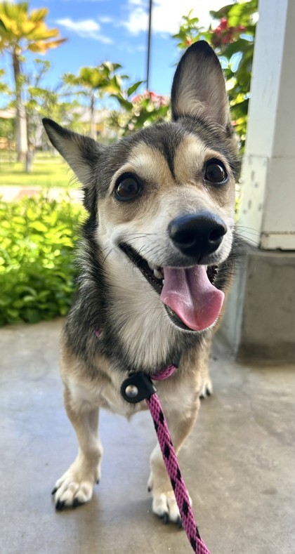 Milo, an adoptable Chihuahua, Mixed Breed in Honolulu, HI, 96826 | Photo Image 1