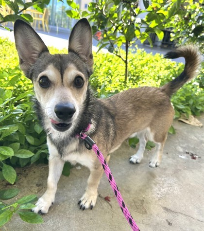 Milo, an adoptable Chihuahua, Mixed Breed in Honolulu, HI, 96826 | Photo Image 2