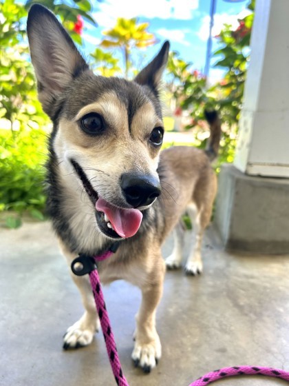 Milo, an adoptable Chihuahua, Mixed Breed in Honolulu, HI, 96826 | Photo Image 3