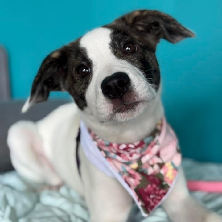 Millie