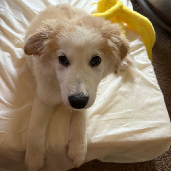 Baby Bear