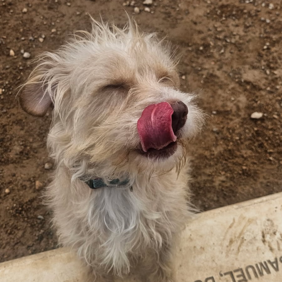 Wicket
