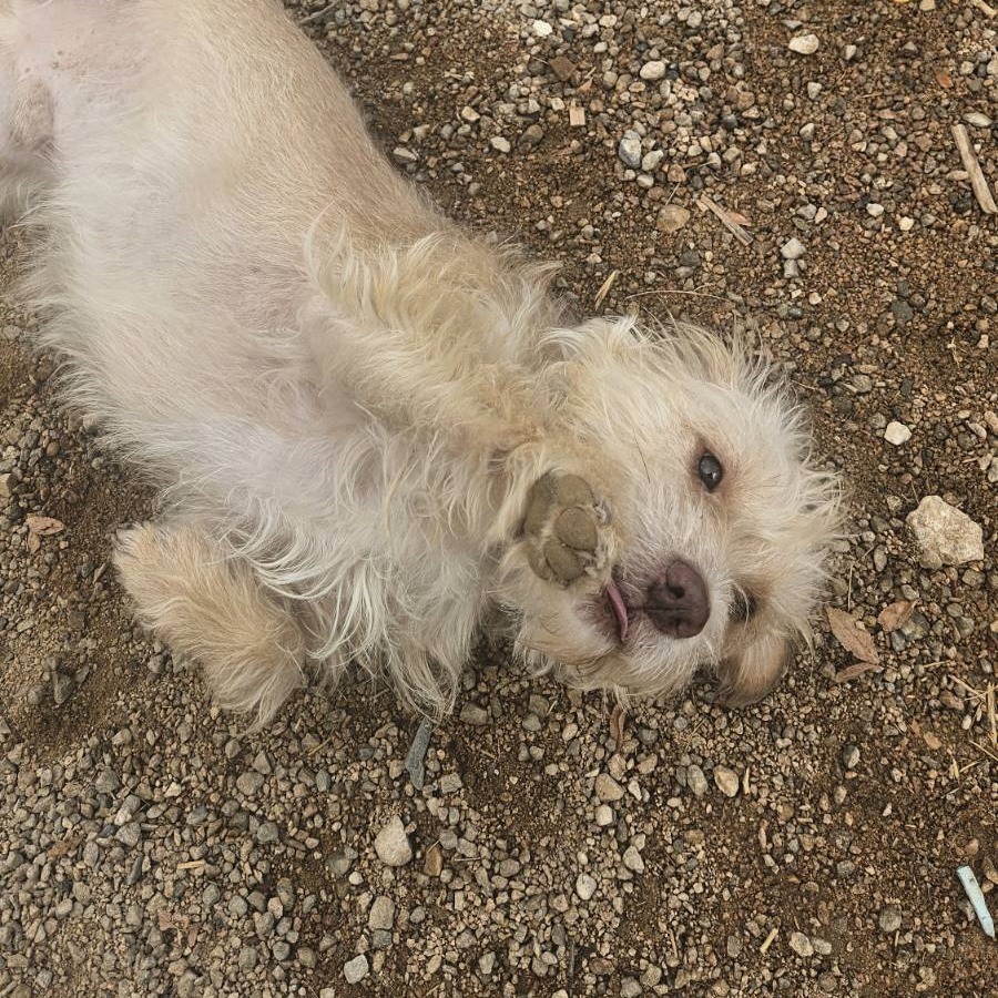 Wicket