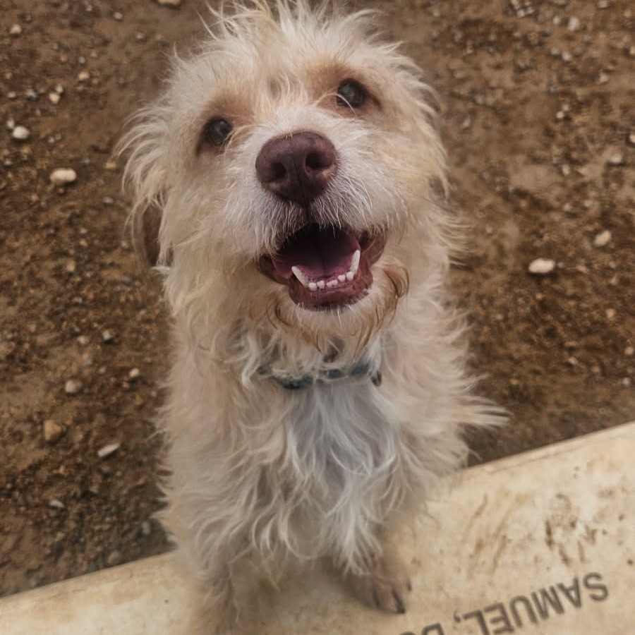 Wicket
