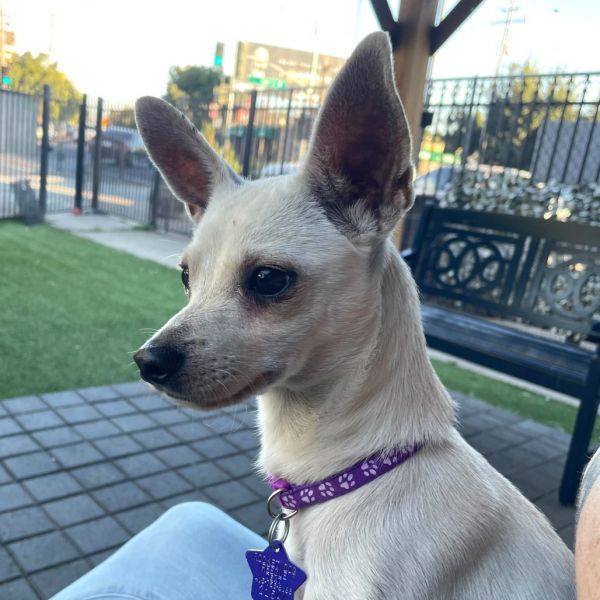 Rufus