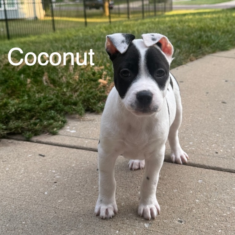 Coconut