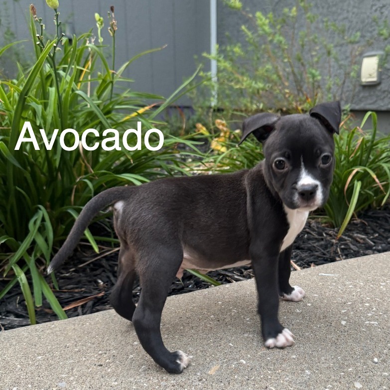 Avocado