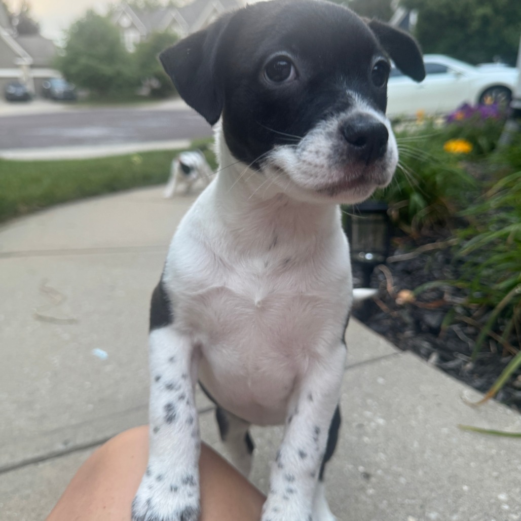 Papaya