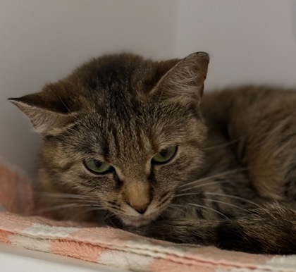 Vera, an adoptable Domestic Short Hair in Gwinn, MI, 49841 | Photo Image 2