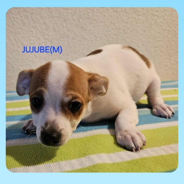 JUJUBE