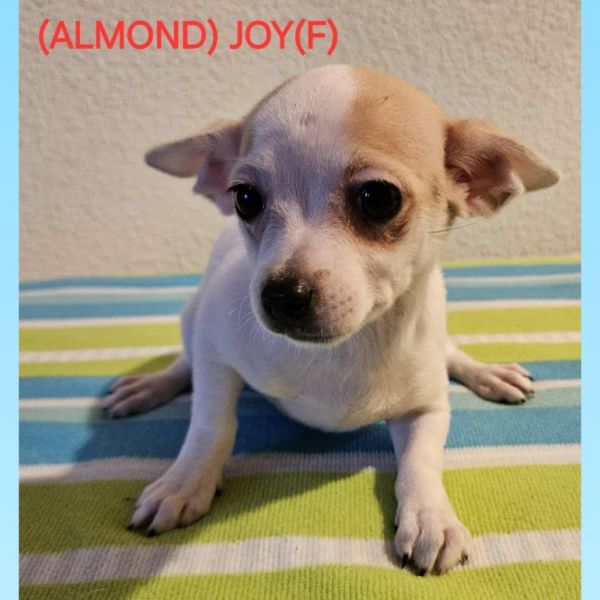 ALMOND JOY