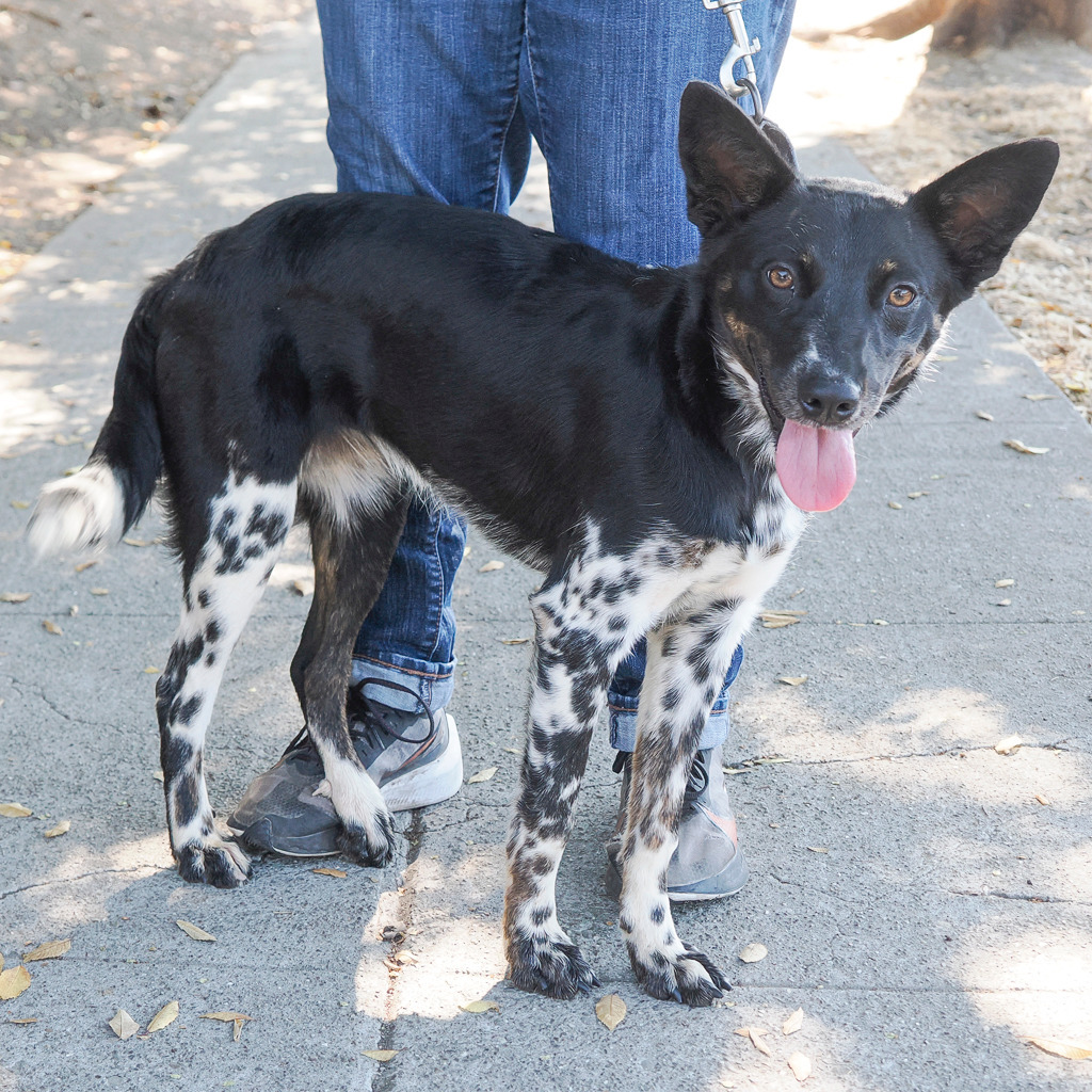 RAVEENA, an adoptable McNab, Australian Cattle Dog / Blue Heeler in Point Richmond, CA, 94801 | Photo Image 1