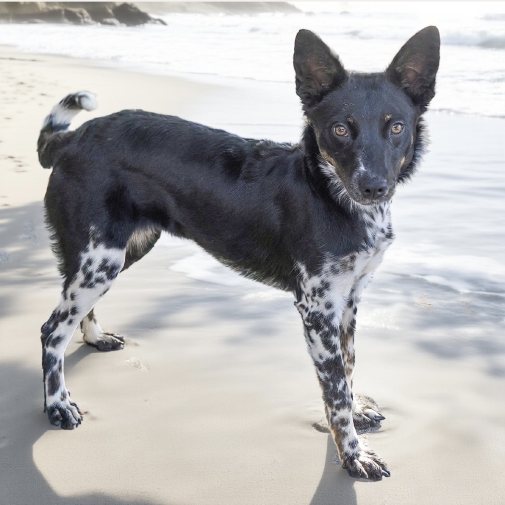 RAVEN, an adoptable McNab, Australian Cattle Dog / Blue Heeler in Point Richmond, CA, 94801 | Photo Image 1